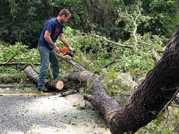 Best Tree and Shrub Care  in Ferguson, MO